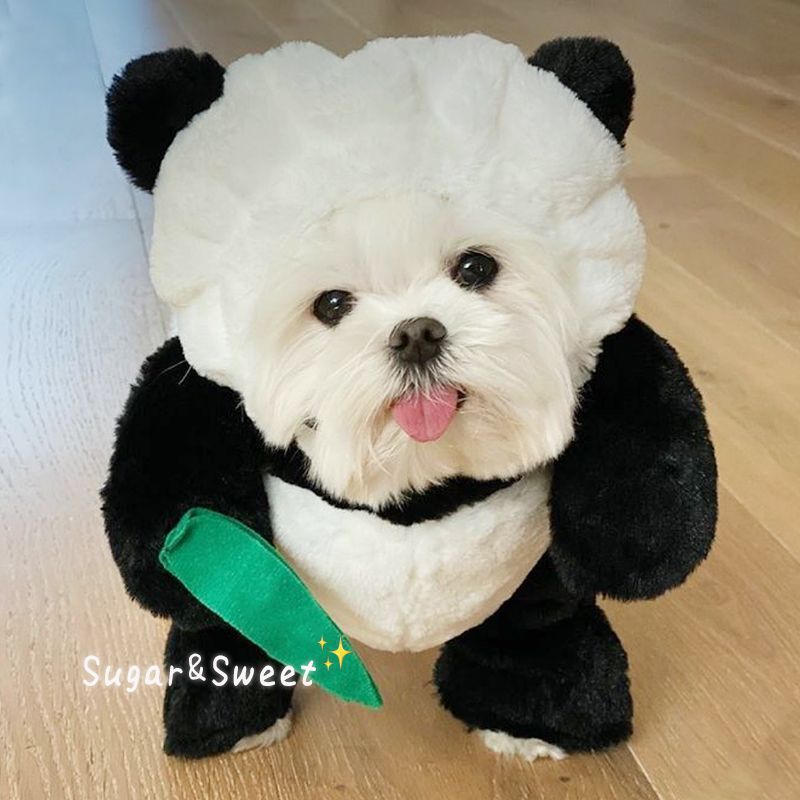 うさにゃんコスチューム